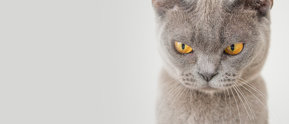 No, this cat is not angry. The angle and his focus makes you think so.